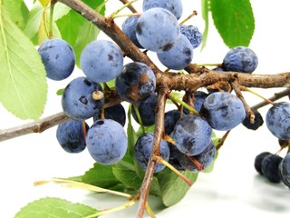 SLOE