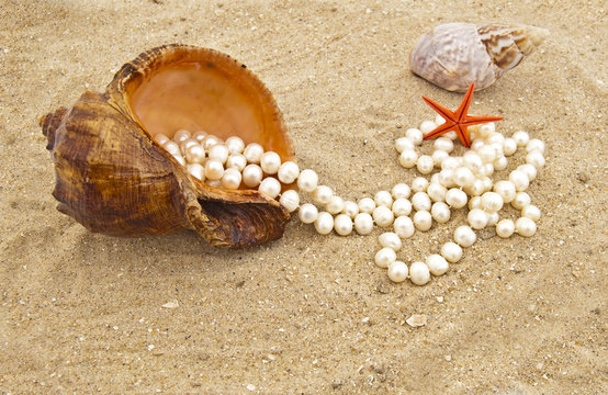 Cockleshell with a pearl necklace on seacoast