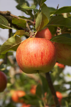 Reifer Apfel