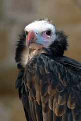 Buitre negro africano