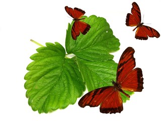 Obraz premium Exotic butterflies on fresh green leaves