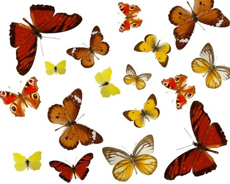 Exotic colored butterflies background
