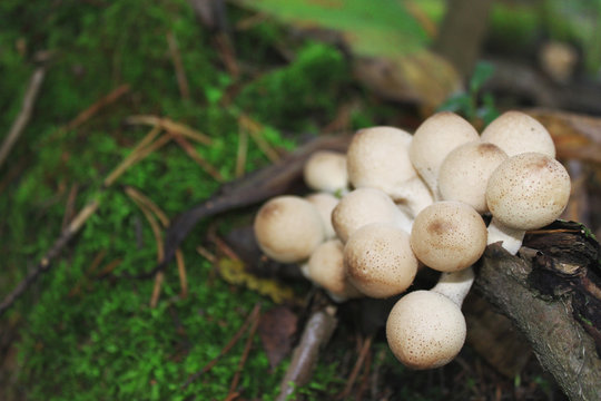 Poisonous mushrooms
