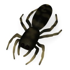 salticus scenicus