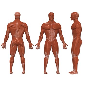 human muscles