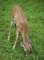 grass eating fawn
