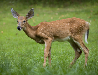 grassy fawn