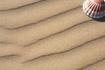 Fototapeta na wymiar Sand and shell