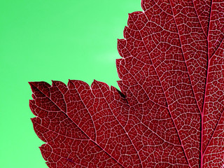 red autumn sheet on green background