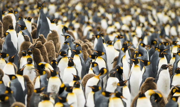 Crowded King Penguin Colony