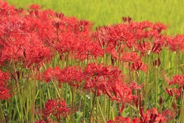 彼岸花と田んぼ