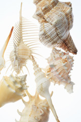 Obraz premium 貝殻