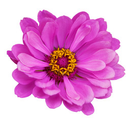 Obraz premium Pink Zinnias