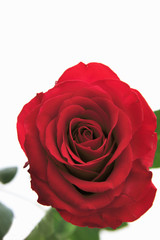 薔薇