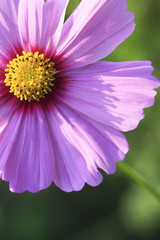 ピンクのコスモス