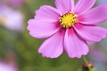 Fototapeta premium ピンクのコスモス