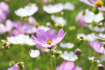 Fototapeta premium コスモス