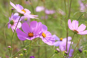 コスモス
