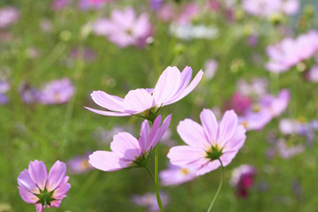 Fototapeta premium コスモス