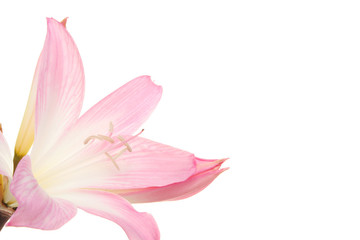 Naklejka premium Lilly flower