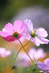 コスモス