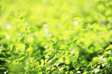 ロハスイメージ