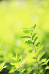 ロハスイメージ