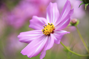 Obraz premium コスモス