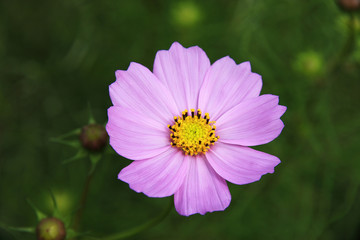 Obraz premium コスモス