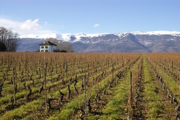 Fototapeta na wymiar swiss vineyard landscape with rows of grapes