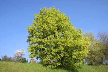 Obraz premium Bäume in Frühling