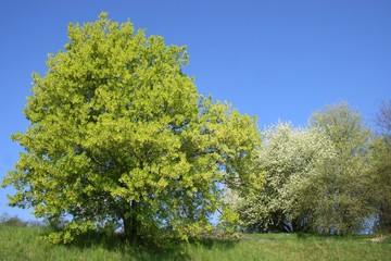 Fototapeta premium Bäume in Frühling