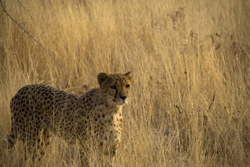 Otjitotongwe, cheetah lodge