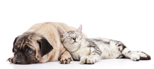 dog and cat