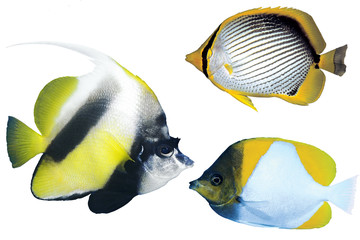 Tropical fishes isolated on white background