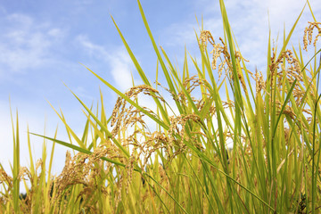 稲穂