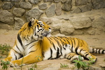 Fototapeta na wymiar tiger leży na ziemi w ogrodzie zoologicznym