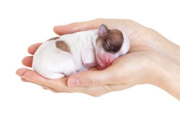 newborn puppy in the caring hands