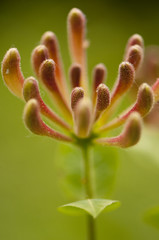 Fototapeta premium chèvrefeuille des bois (Lonicera periclymenum)