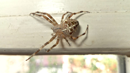 Kreuzspinne am Fenster