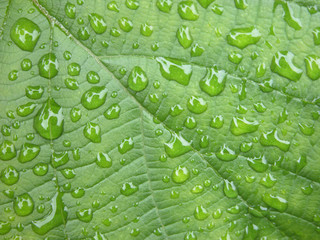 水滴 Rain drops on leaf