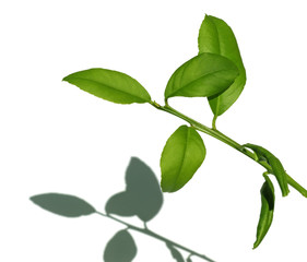 branchette de citronnier