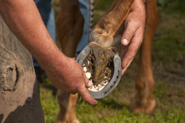 Changement d'un fer à cheval par le maréchal ferrant