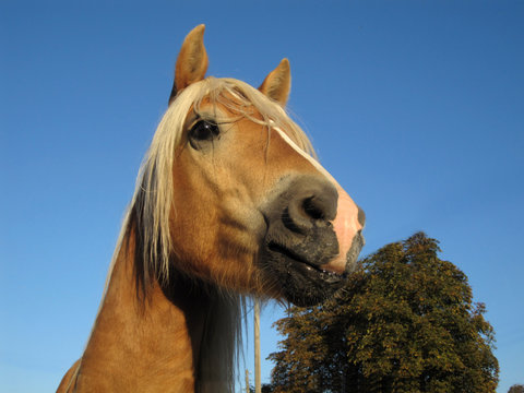 pferd