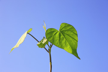 ハート型の葉っぱ