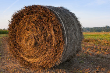 Meule de lin dans un champ
