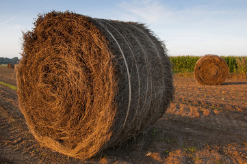 Meule de lin dans un champ