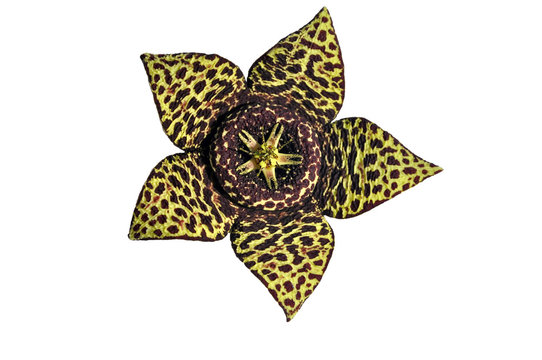 Sukkulente-Bl&uuml;te