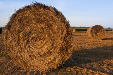 Meule de lin dans un champ