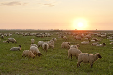 Obraz premium Moutons de près salés dans le soleil couchant - Cap Hornu - Baie